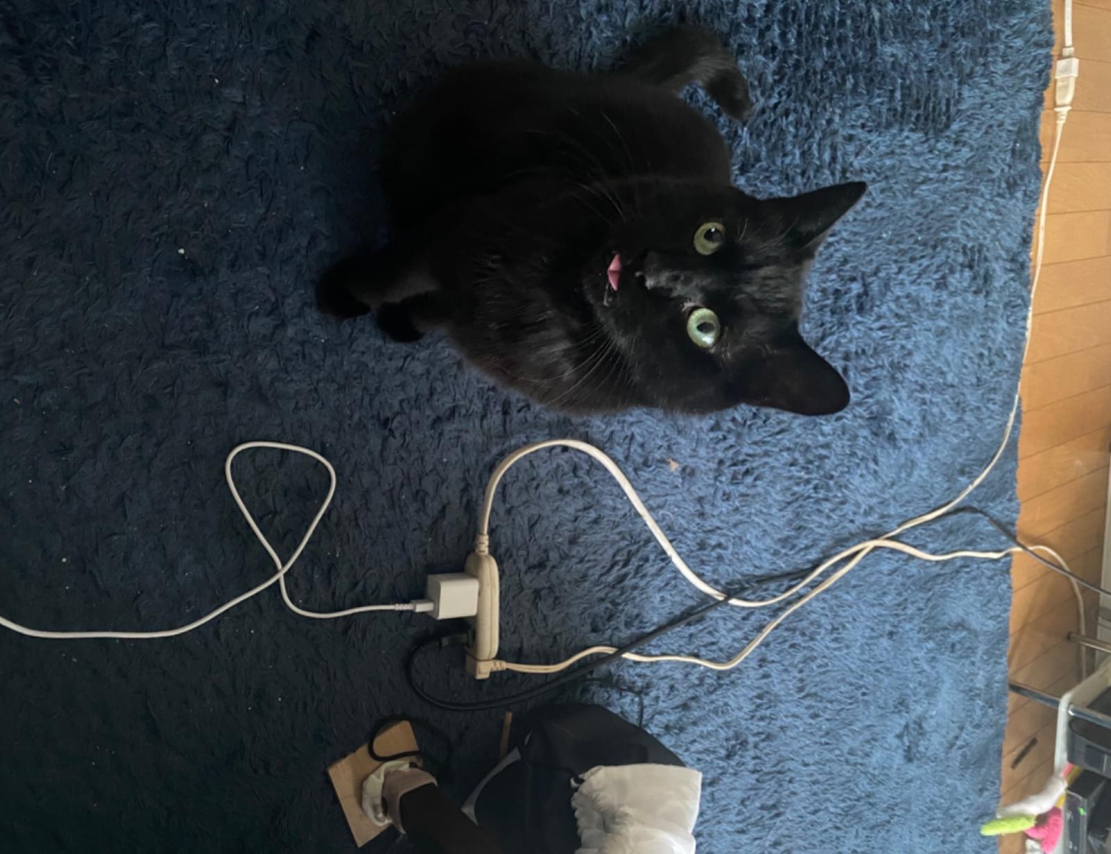 黒猫のクロを探してます