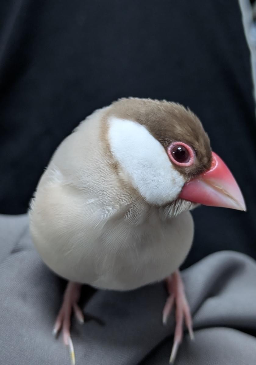 シナモン文鳥を探しています