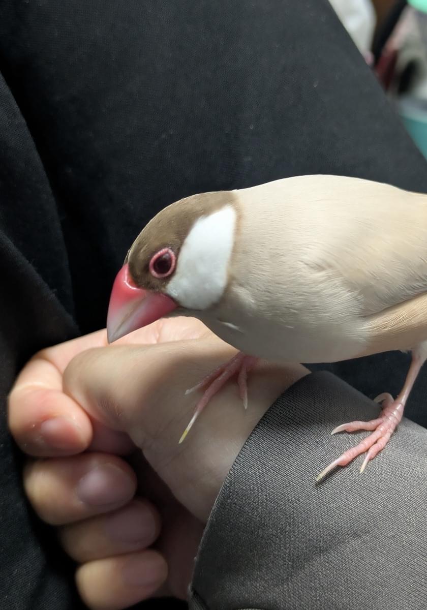 シナモン文鳥を探しています