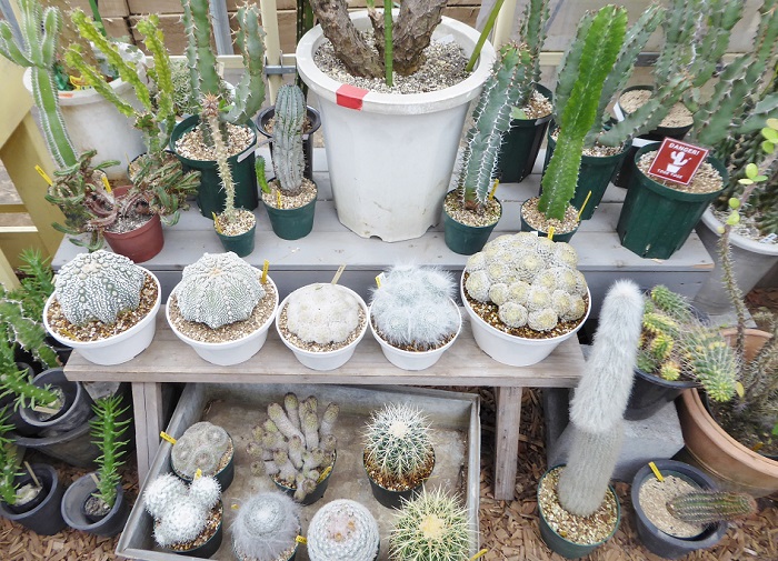 ひ*ろ様 黄金ソテツ 蘇鉄 コーデックス 塊根植物 サボテン アガベ 多肉