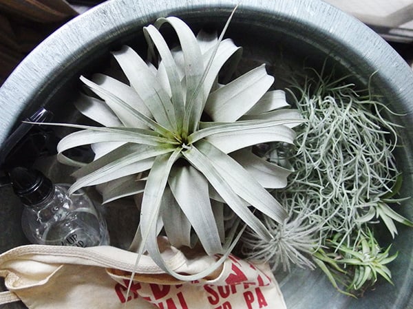 ティランジア（エアプランツ）の育て方とステキな飾り方 | LOVEGREEN