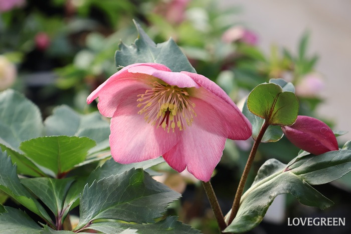 横山園芸さんに聞いた！ クリスマスローズの色々な咲き方とおすすめ