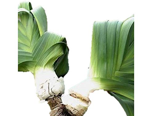 Amazon.co.jp: 植物種子 巨大ねぎ 種 20粒 : DIY・工具・ガーデン