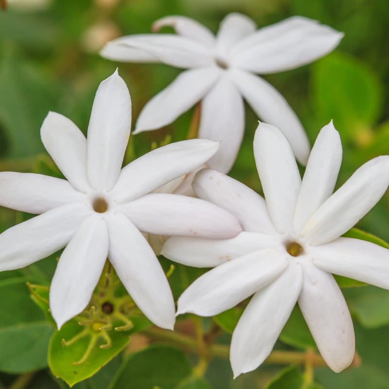 Amazon.com : Set 2 Jasmine Plants Trees Live, 4 to 6 Inc, Fragrant