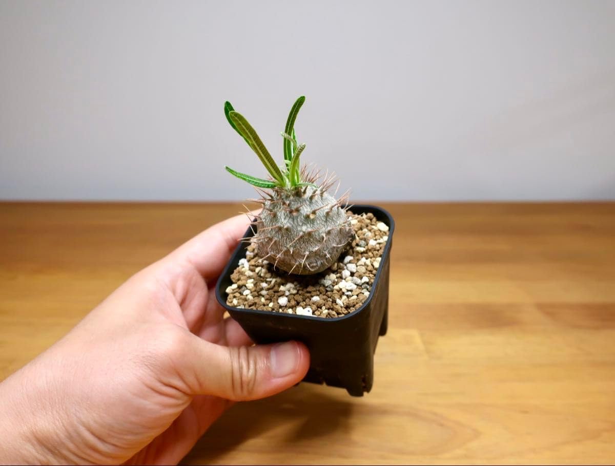 Amazon｜パキポディウム グラキリス 実生3年 丸型 細葉① 塊根植物