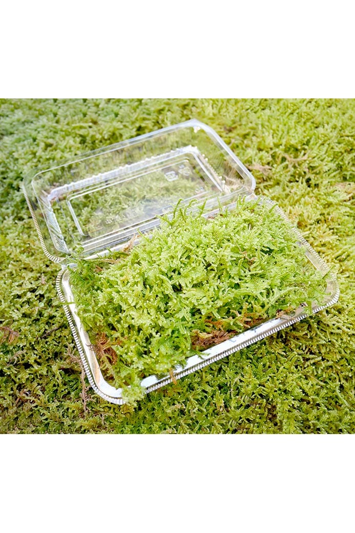 数量限定】 京都産 特選ハイゴケ | 京都小鉢シリーズ(ミニ盆栽）,京都