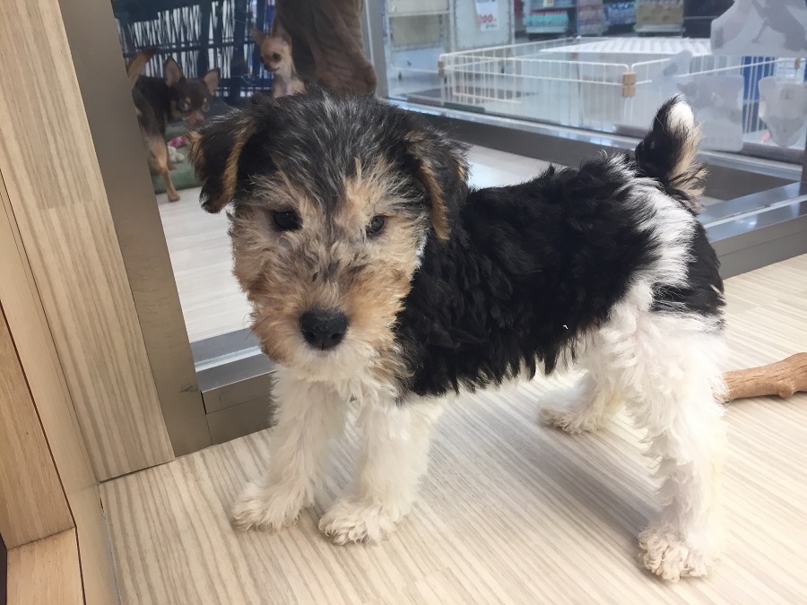 ワイヤー・フォックス・テリア】ワイワイ楽しい！テリア界の貴公子