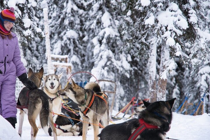 アラスカ州 犬ぞり (価格と)