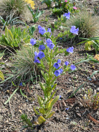 シャゼンムラサキ Echium plantagineum ムラサキ科 Boraginaceae シャ
