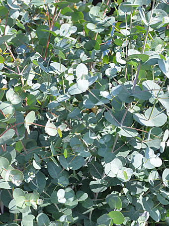 ユーカリ・グニー Eucalyptus gunnii フトモモ科 Malpighiaceae