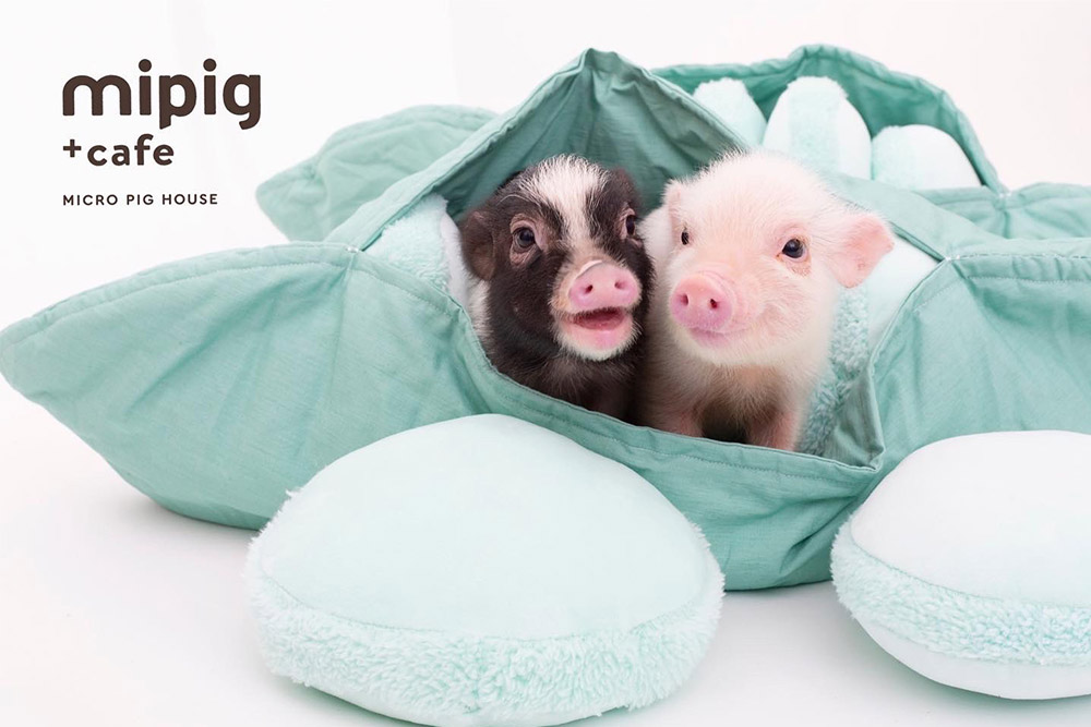 4/15(金)オープン mipig cafe モゾ名古屋店のご予約を開始いたしました