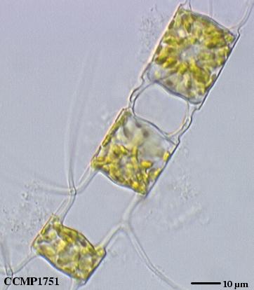 CCMP1751 | NCMA at Bigelow Laboratory