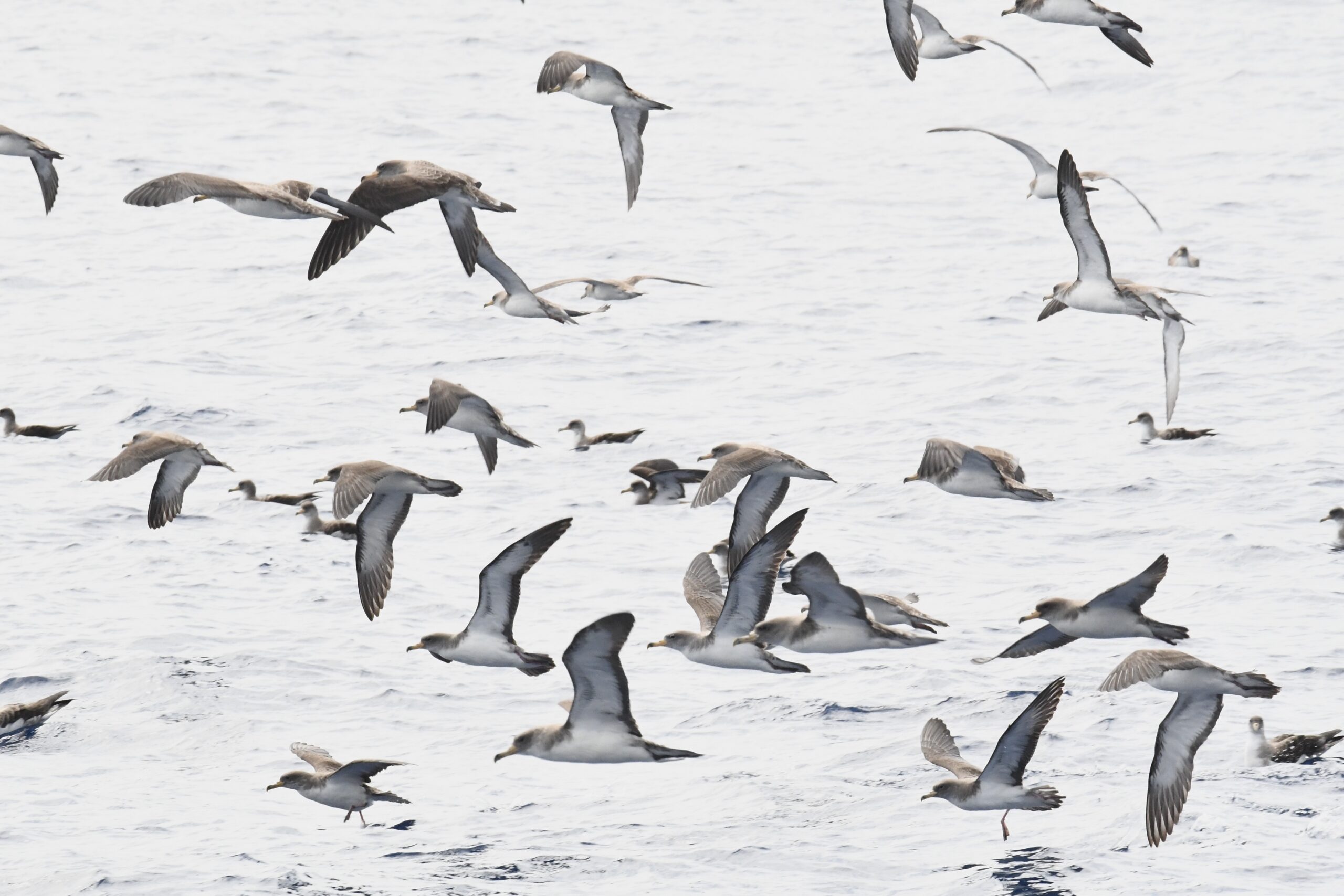 Azores Adventures by Tim Healy | Nemesis Bird