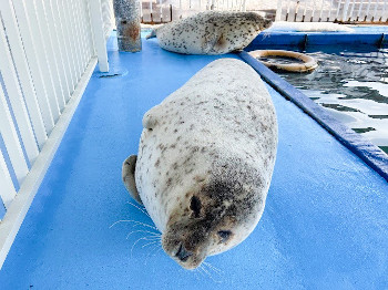 アザラシシーパラダイス 飼育日誌⑦｜紋別市 オホーツク・ガリンコ