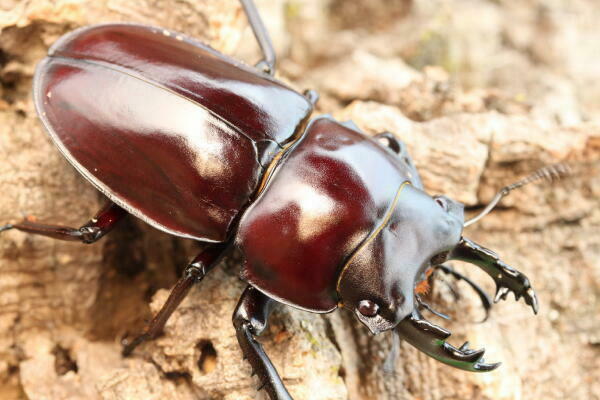 ヤエヤママルバネクワガタ飼育記