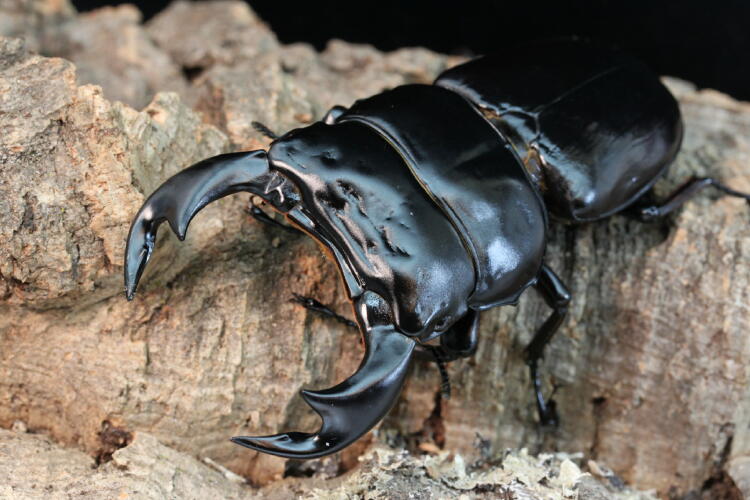 インドアンタエウスオオクワガタ飼育記