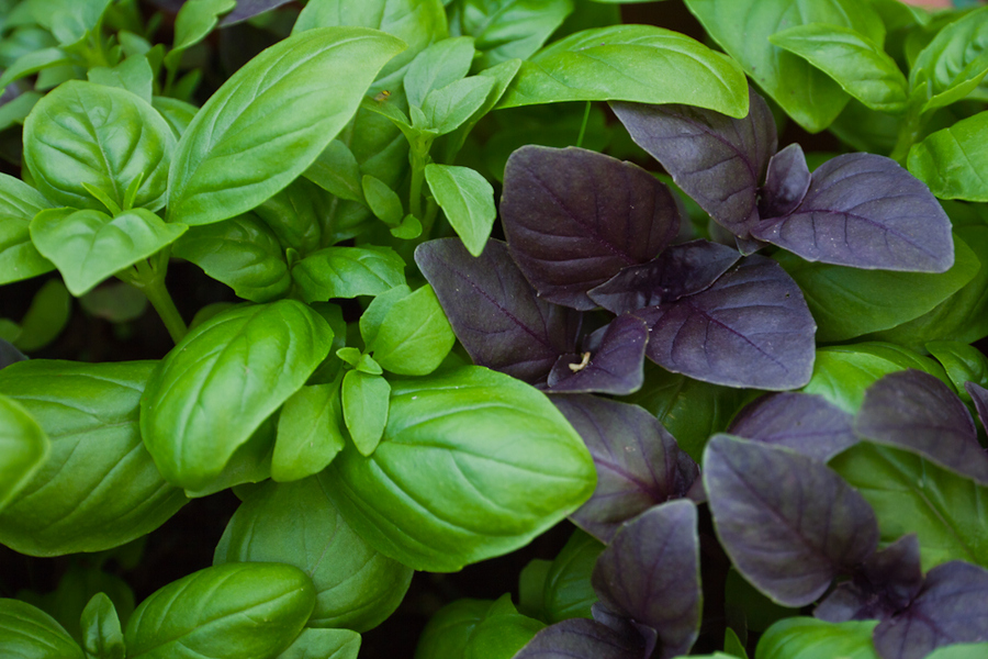 Basil, Mixed – One Drop Farm