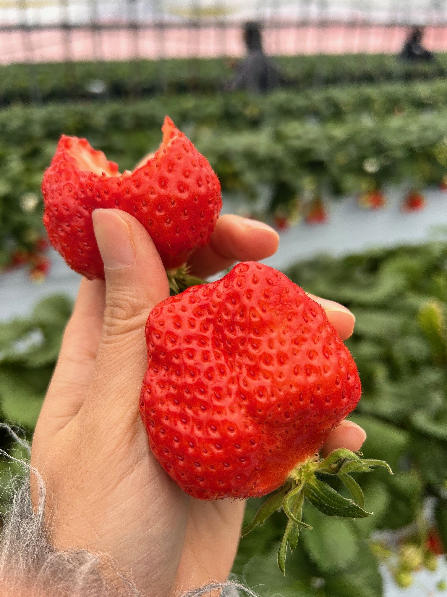 狭山店 | スタッフブログ | 大阪スバル株式会社