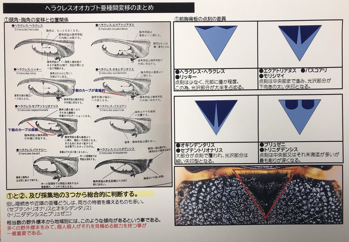 ヘラクレス亜種の見分け方】 お問い合せが多いので 基本編として 拙著