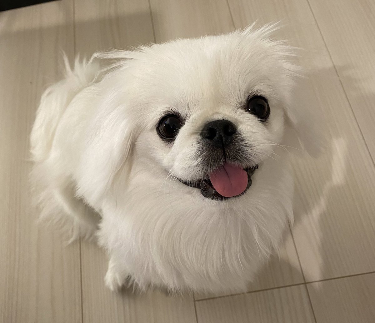 ペキニーズ♡るる (@LuLu330PekiPeki) / Posts / X