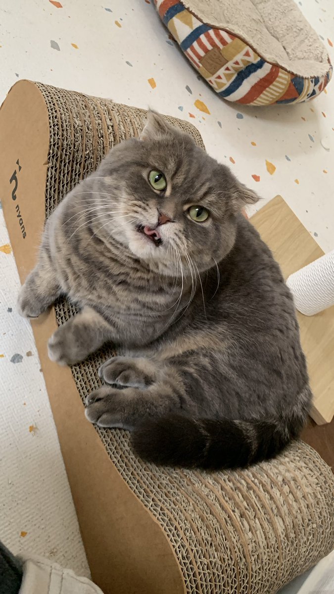 たこやき (@takopi_cat) / Posts / X