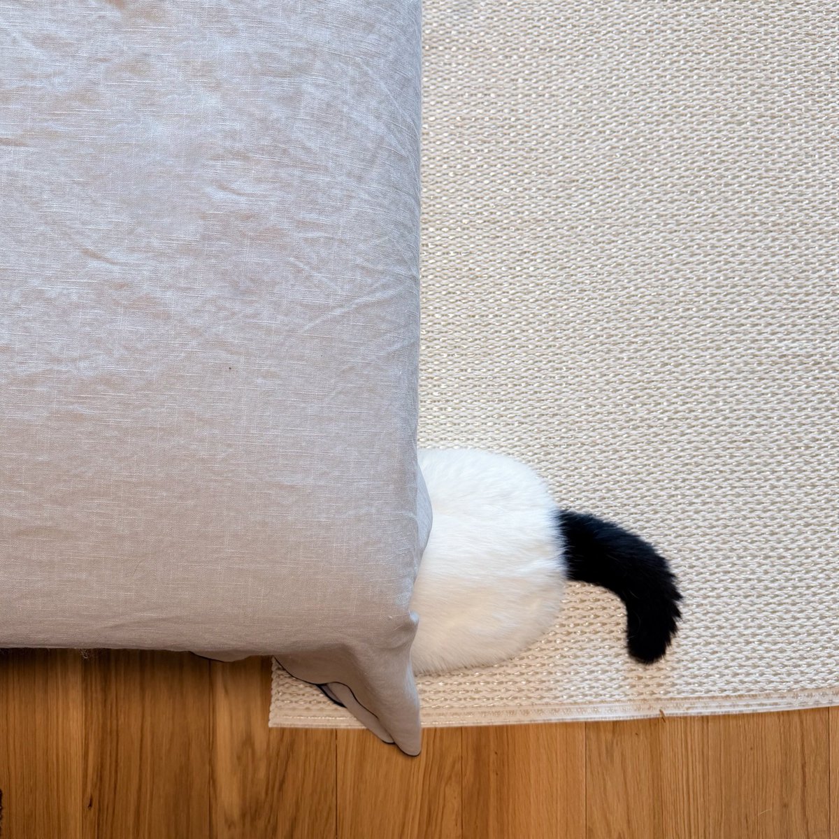 pechanko_bocco (@pechanko_bocco) / Posts / X