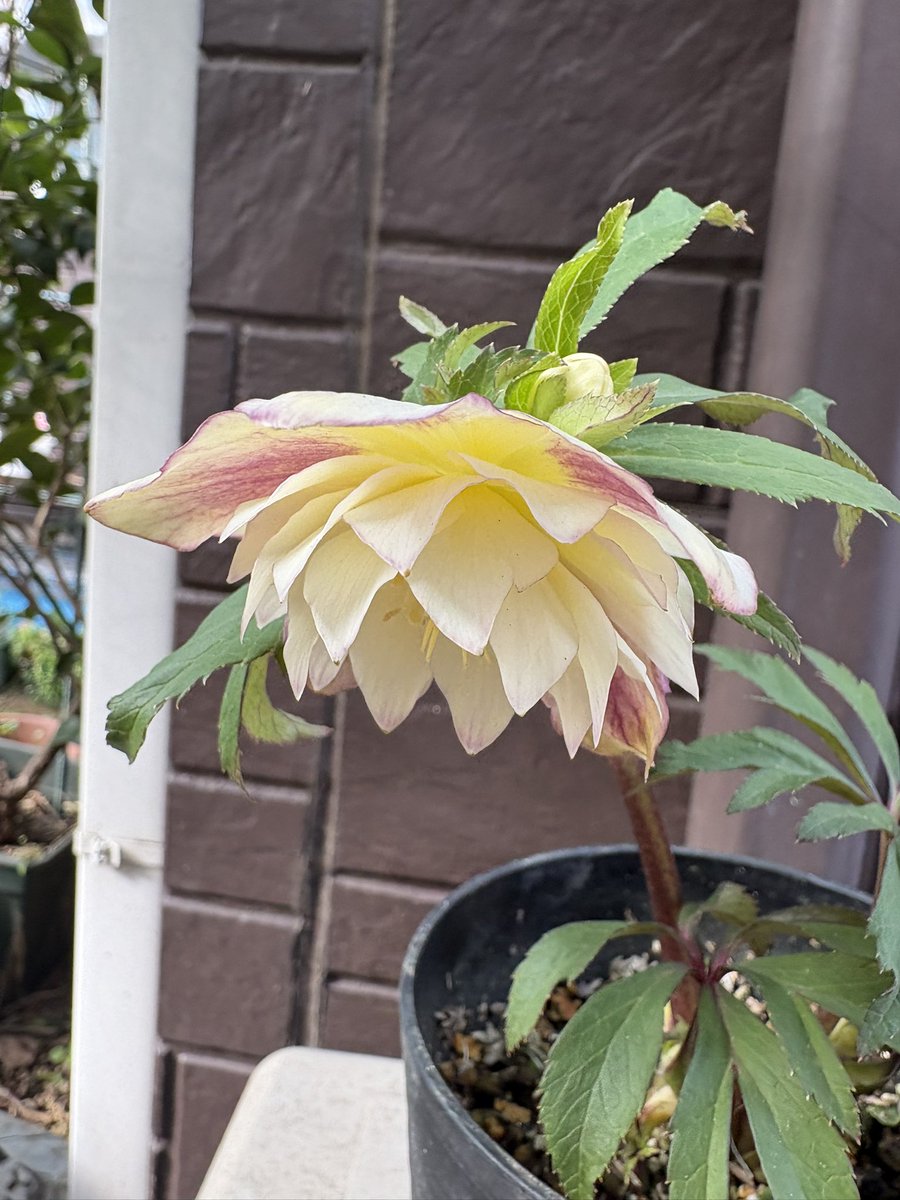 今朝も温かい♡や🔁有り難うございます🙇‍♀️✨ クリスマスローズ展で