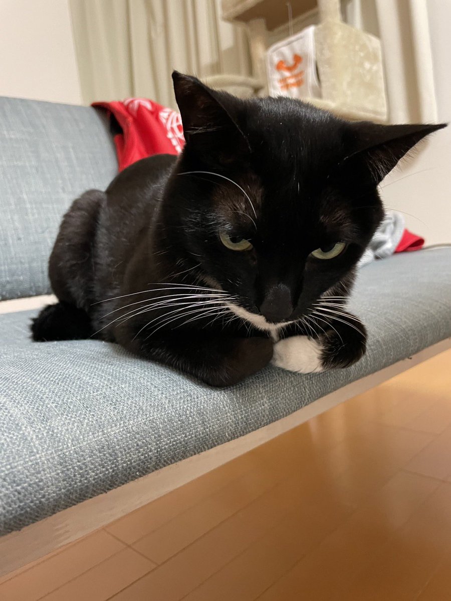 おはようございます 雨は止みましたね #cat #猫