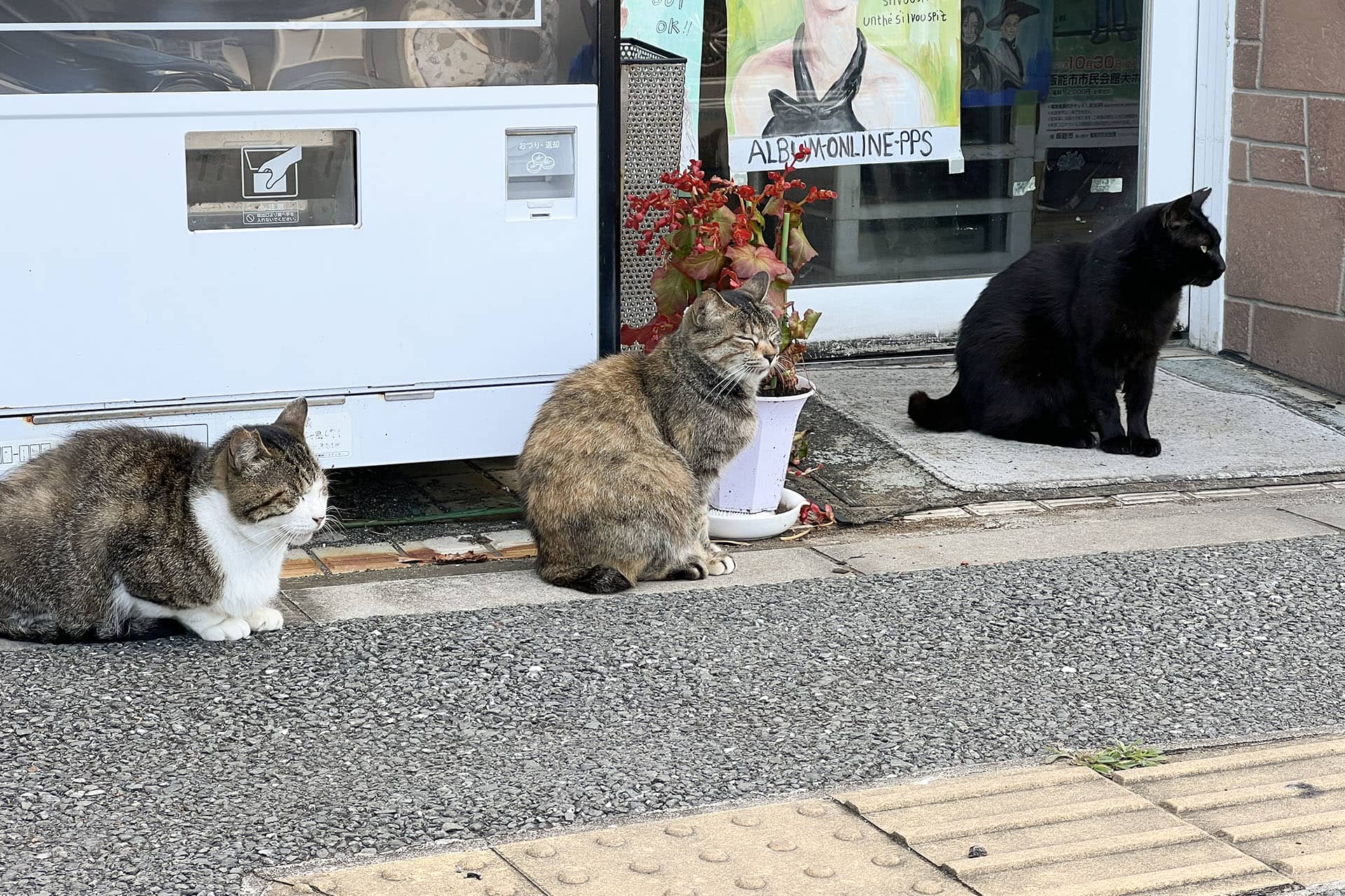 関東の身近な猫島の城ヶ島へ。たくさんの猫たちに会ってきた