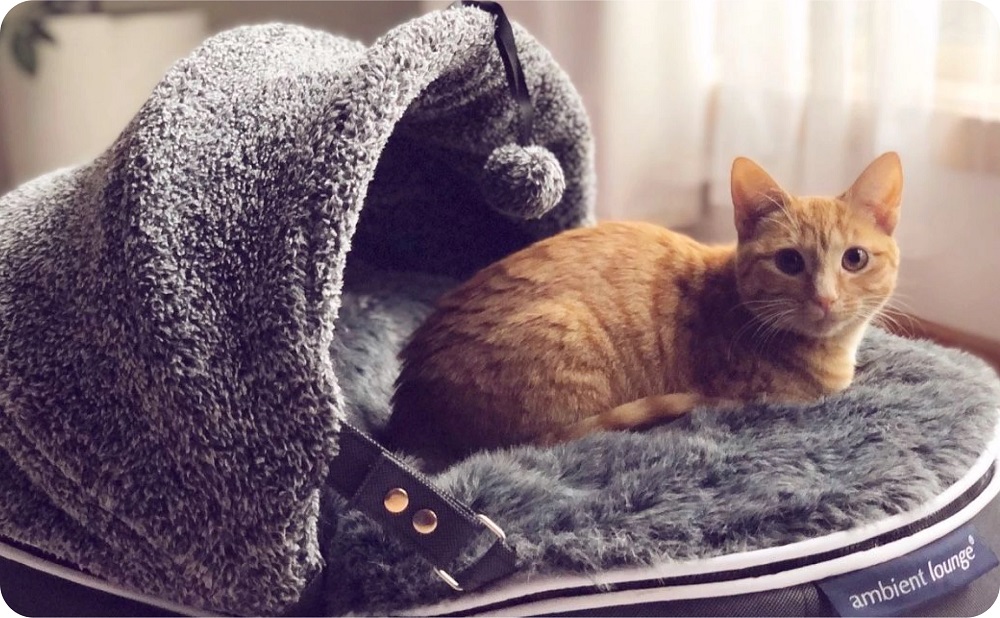 アンビエントラウンジ】プレミアムペットラウンジ Highタイプ Sサイズ