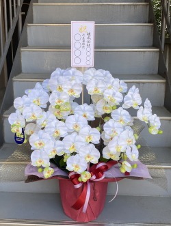 光触媒 造花 胡蝶蘭 スタンダード ピンク 7本立ち | 移転祝い 開店祝い