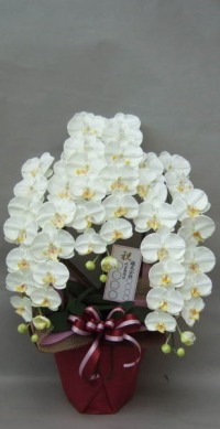 光触媒造花-胡蝶蘭（特大輪） | 移転祝い 開店祝い 法人ギフト販売の