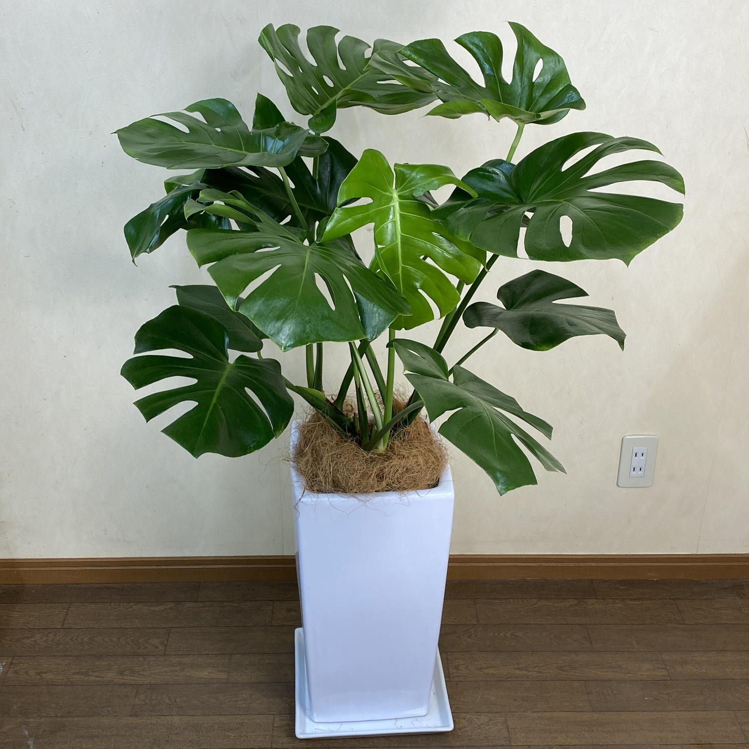 観葉植物 中型 モンステラ デリシオーサ 陶器鉢 W04M | 移転祝い 開店