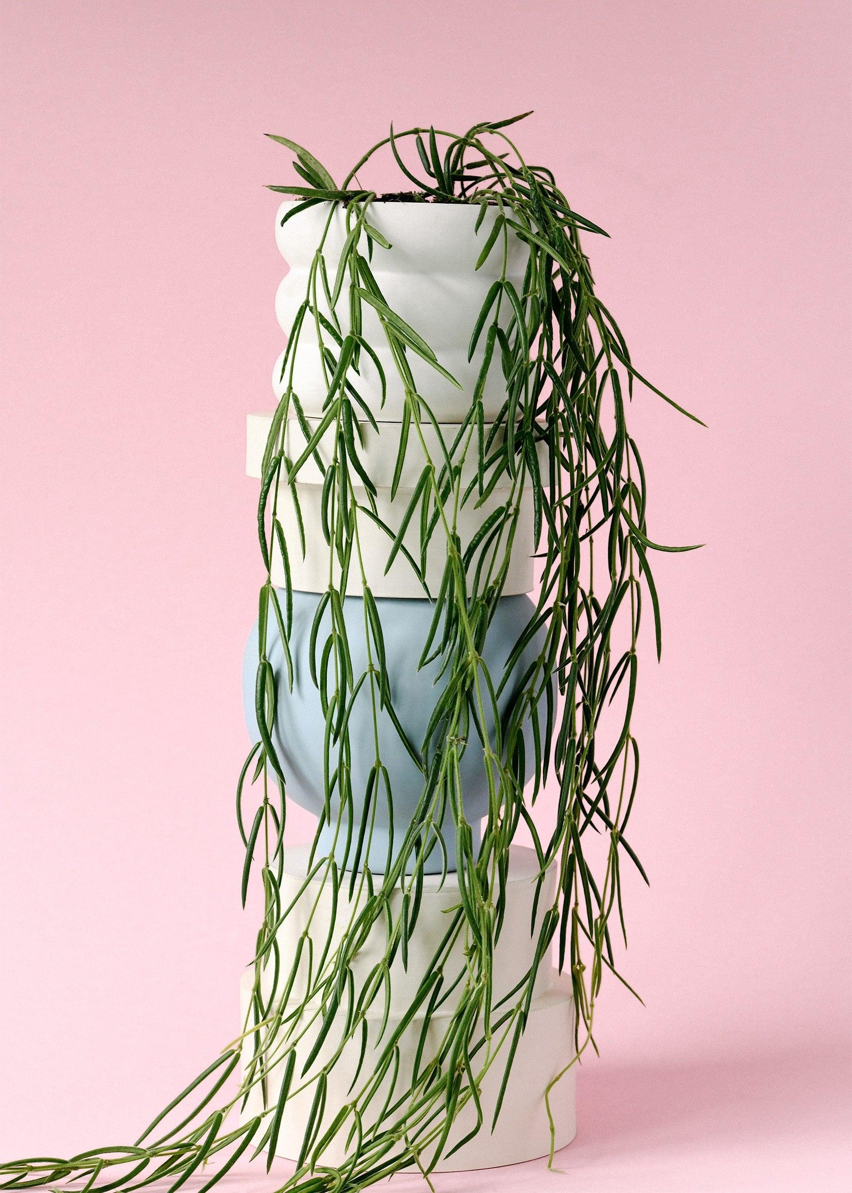 Hoya Linearis: Elegant Trailing Plant for Indoors | Plant Circle