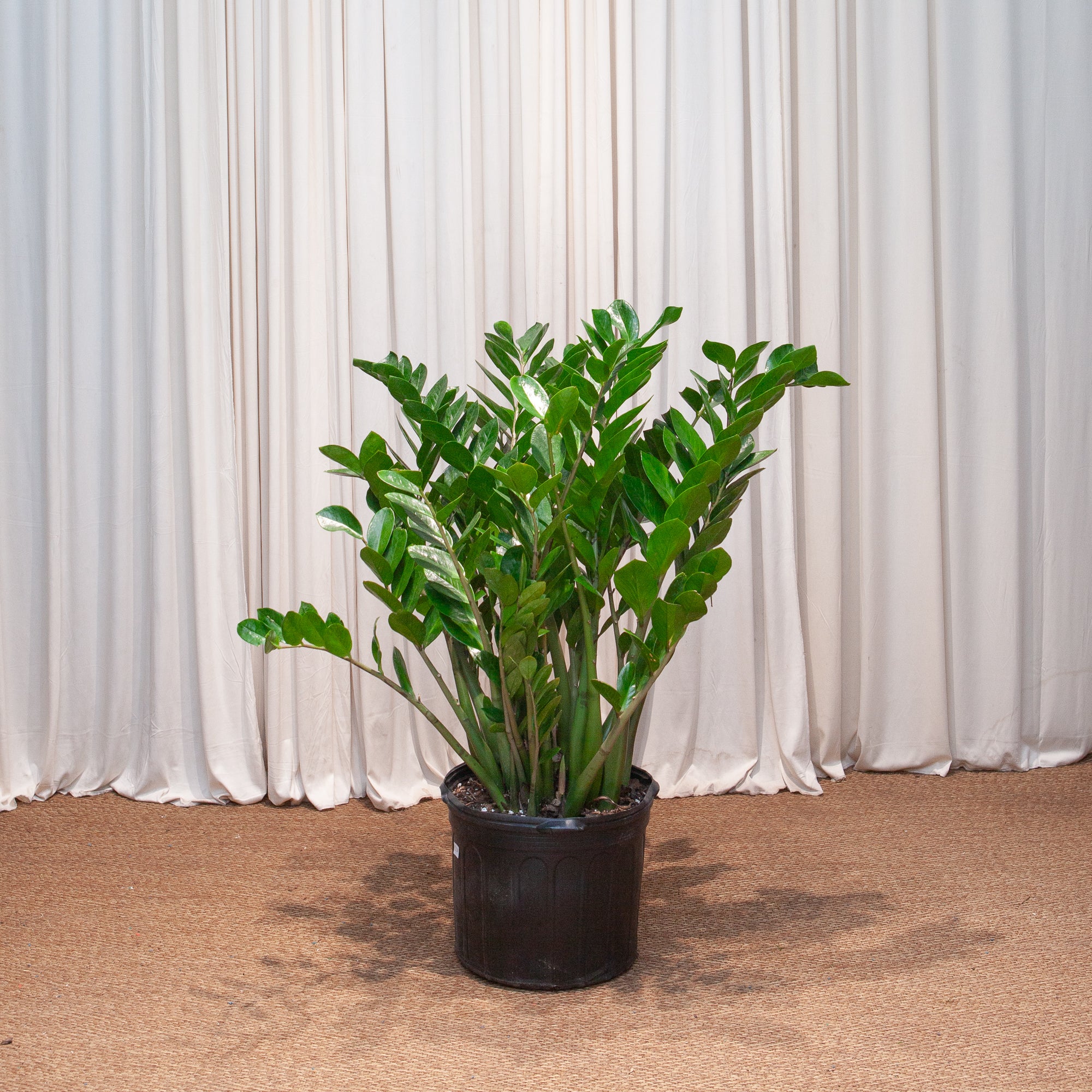 himi] ZZ plant 希少株 1鉢 ZZ Plant | Zamioculcas Plant in 10” Pot