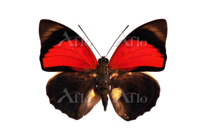 蝶 標本 ミイロタテハ ブラジル [73263128]の写真素材 - アフロ