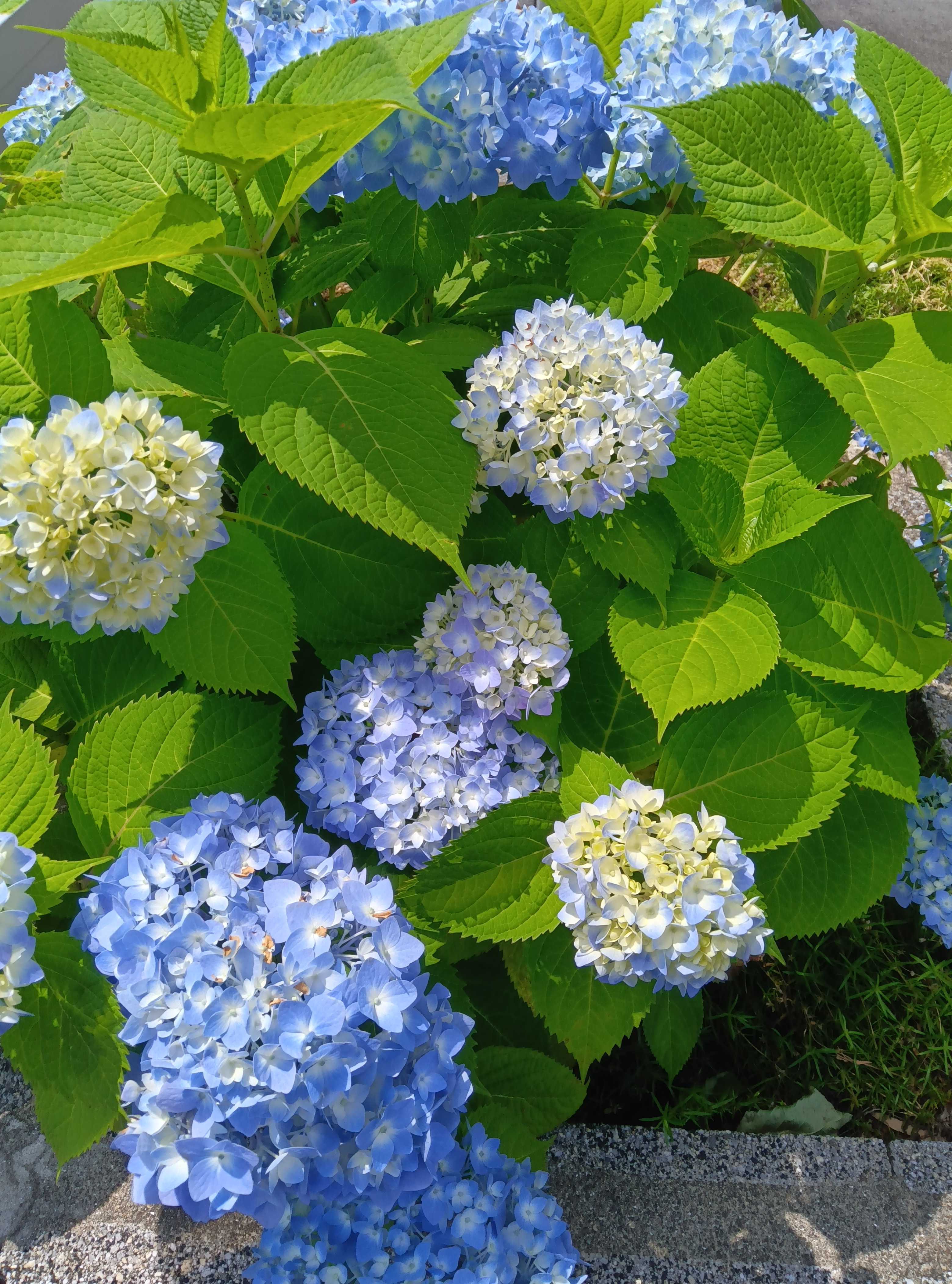 紫陽花 - 70代ゆっくりブログ