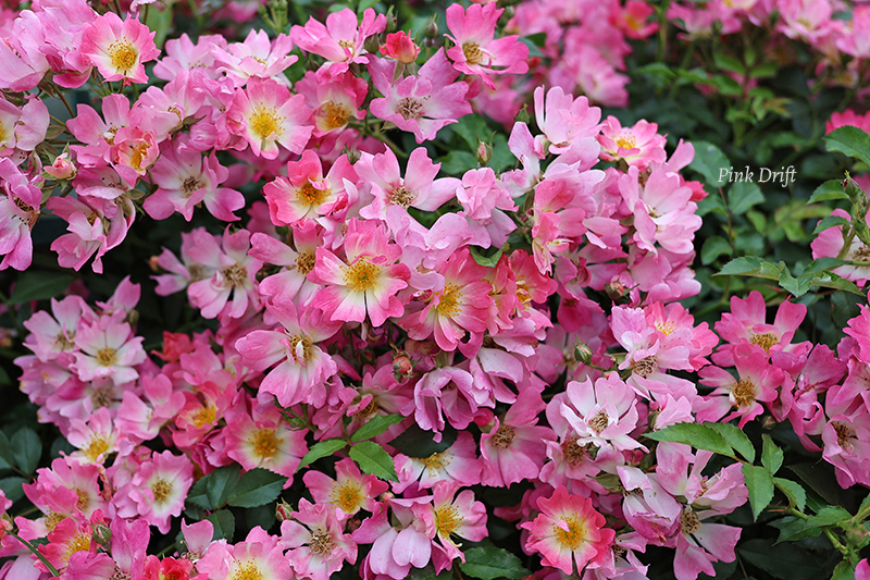 ピンク ドリフト | バラ図鑑