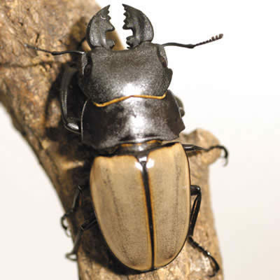 カステルナウツヤクワガタ - カブトムシ・クワガタムシ - ペット - Y