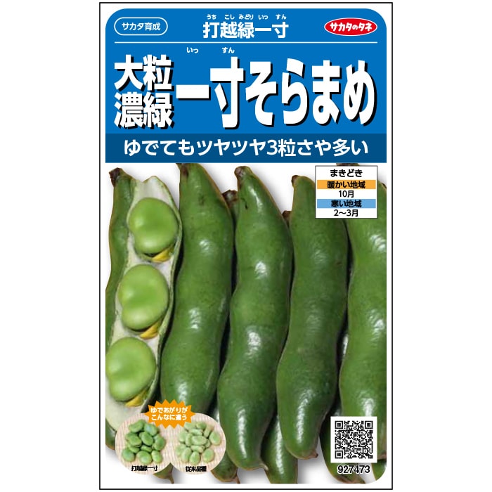 ソラマメ 打越緑一寸｜種（タネ）,球根,苗,資材,ガーデニンググッズの