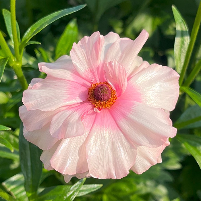 ラナンキュラス ラックス 春色カラー3種セット｜種（タネ）,球根,苗