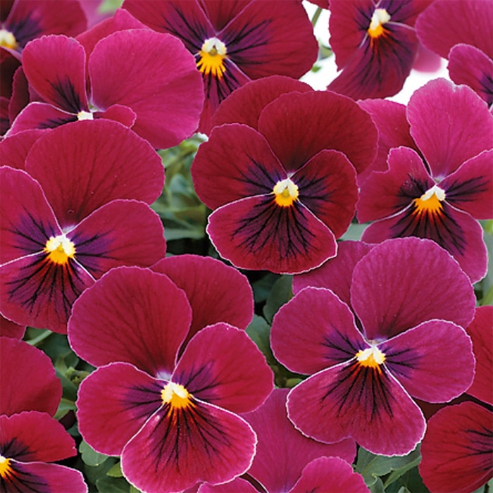 ビオラ ピエナ(R) ローズブロッチ｜種（タネ）,球根,苗,資材