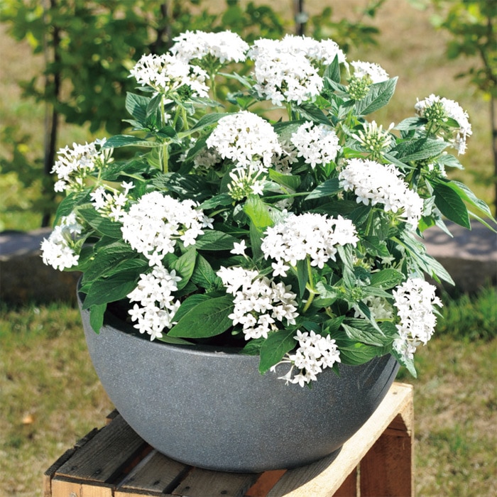 ペンタス グラフィティー ホワイト｜種（タネ）,球根,苗,資材