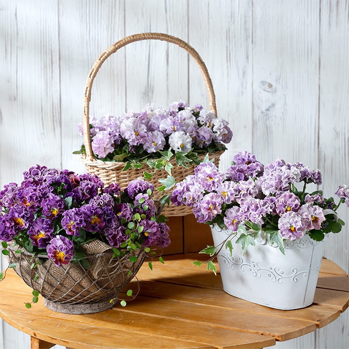 ビオラ ポンゼヴェールCOCO 見計らい｜種（タネ）,球根,苗,資材