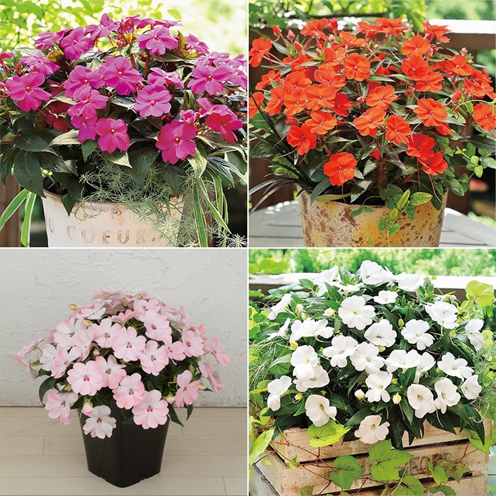 サンパティオ(R) 4種セット｜種（タネ）,球根,苗,資材,ガーデニング