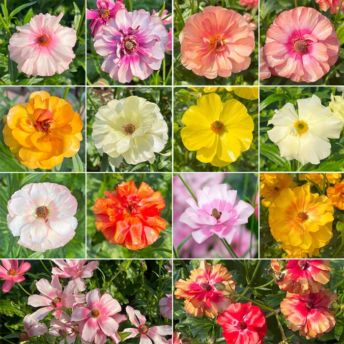 ラナンキュラス ラックス 見計らいお楽しみセット｜種（タネ）,球根,苗