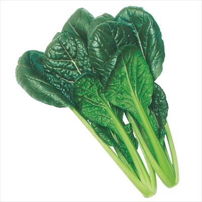 コマツナ ちぢみこまつ菜｜種（タネ）,球根,苗,資材,ガーデニング