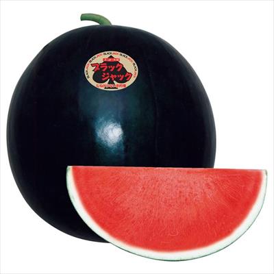 大玉スイカ 3Xブラックジャック｜種（タネ）,球根,苗,資材