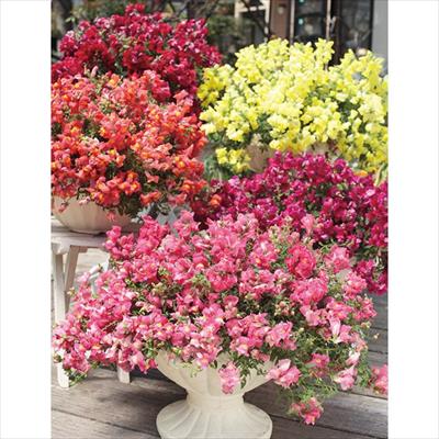 這性キンギョソウ ポッピンキャンディー ミックス｜種（タネ）,球根,苗