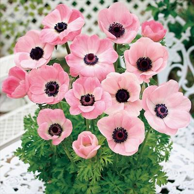 アネモネの球根｜サカタのタネ オンラインショップ